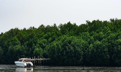 Fototapeta na wymiar Green mangrove forest and white boat at seashore with clear white sky.