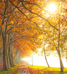 Road in the city in autumn