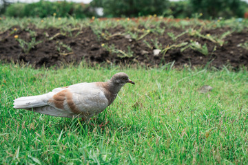 Gray bird walking on green lawn