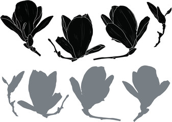 set of black magnolia flowers on white background