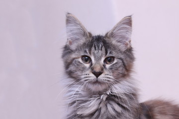 Fototapeta na wymiar portrait of Maine Coon kitten. Cute kitten with long hair. felis silvestris. felis catus