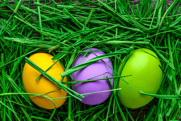 Easter eggs in grass, nest with eggs, spring background