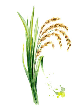 Rice plant with leaves and grains. Watercolor hand drawn illustration, isolated on white background