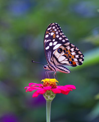 butterfly and flower in the nature