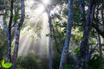 Fototapeta na wymiar Jungle in Costa Rica