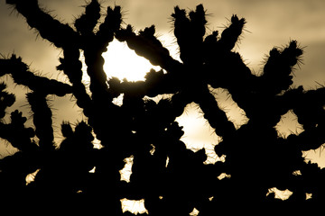 Cactus Choking out the Sky