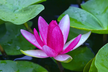 pink lotus in the nature
