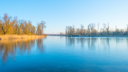 Reed in a field along a frozen lake in winter