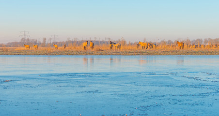 Feral horses along the edge of a frozen lake in winter © Naj