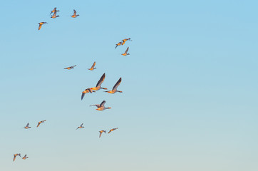 Geese flying in a blue sky in winter at sunrise