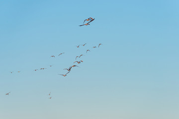 Geese flying in a blue sky in winter at sunrise