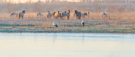 Storks and horses on the shore of a frozen lake at sunrise in winter © Naj