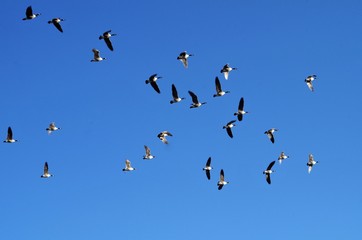 Ducks and Geese at the Park on a Sunny Day