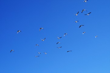 Ducks and Geese at the Park on a Sunny Day
