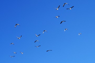 Ducks and Geese at the Park on a Sunny Day