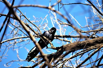 Common Grackle in Tree at the Park