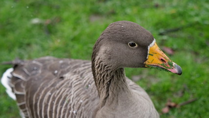Oie cendrée, Parc de La Tête d.Or, Lyon 