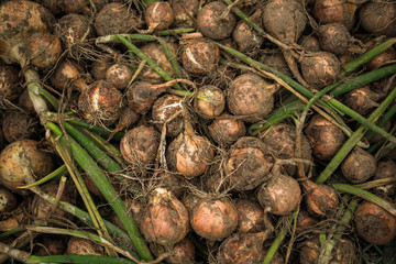 Fresh organic onion that has just been dug from the ground in a pile still covered in dirt 