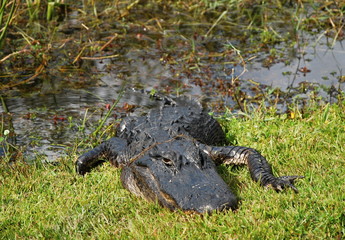 Naklejka premium Alligator in Everglades Nationalpark