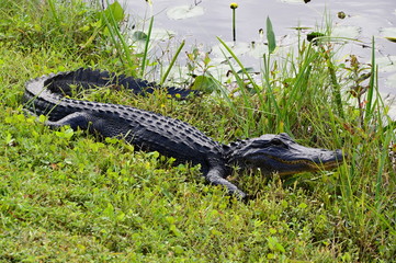 Alligator in Everglades Nationalpark