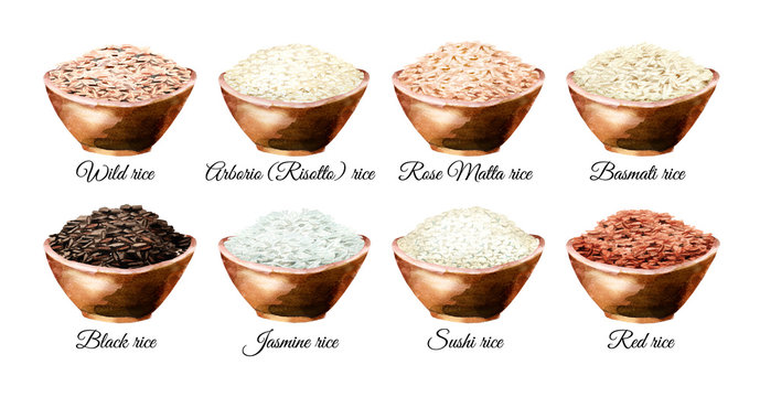 Rice variety. Watercolor hand drawn illustrations set, isolated on white background