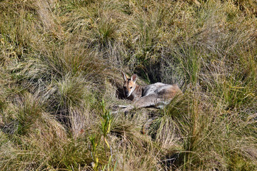 Young cute wild grey kangaroo