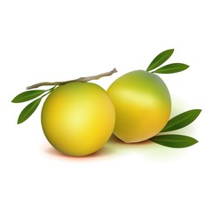 Photo realistic 3d vector abiu caimito fruit with leaves isolated on white background. Vector illustration.