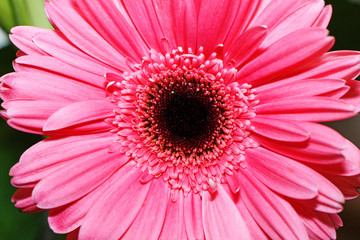 Beautiful gerbera blooming in the garden.