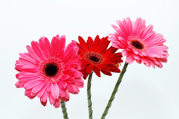 Bouquet of flowers: Three beautiful gerberas on a white background.