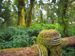 Wooden footbridge in the forest