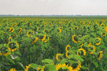 Obraz premium Field of sunflowers on a sunny day