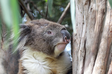 Koala (Phascolarctos cinereus) sitzt in einem Eukalyptus Baum bei Kennett River an der Great Ocean Road in Victoria, Australien.