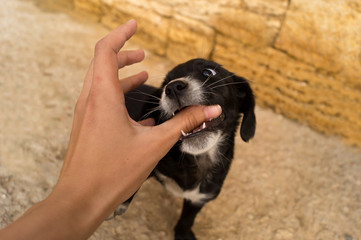 Black puppy bites a man's hand outdoor