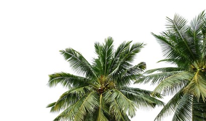 Naklejka na ściany i meble Coconut palm tree isolated on white background