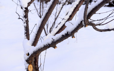 Snow-covered plants, in the snow