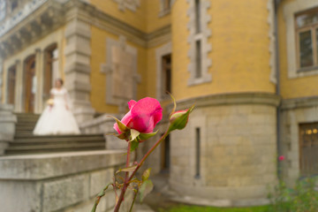 Pink rose grows near the castle. Young bride.in the background is blurred.
