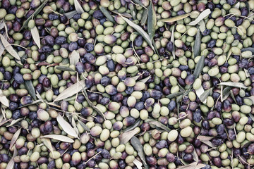 Harvest of olives