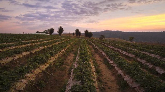 Time-lapse of Beautiful strawberry field at sunset