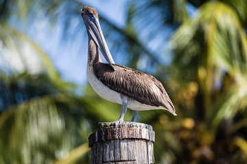 Pelican in Surinam