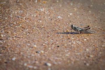 Grasshopperin Surinam