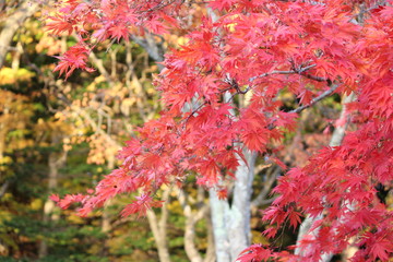 紅葉