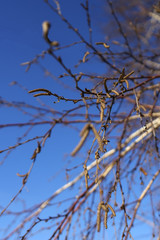 birch branch