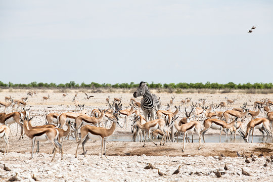 Zebra standing among springbok herd by a waterhole, Etosha National Park, Namibia
