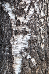 old wood tree bark