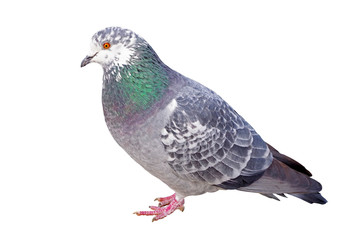 big Beautiful pigeon