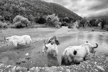 Yaks at the White Water River bank in the Blue Moon Valley, one of the China top travel destinations.
