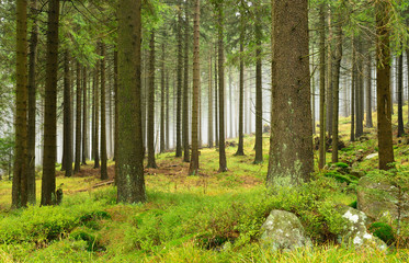 Obraz premium Fichtenwald mit Nebel, Nationalpark Harz, Deutschland