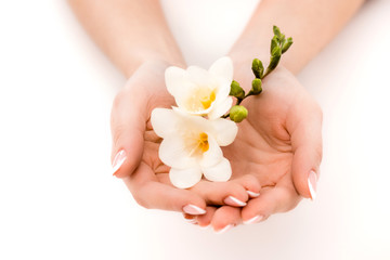 cropped view of hands holding freesia, isolated on white