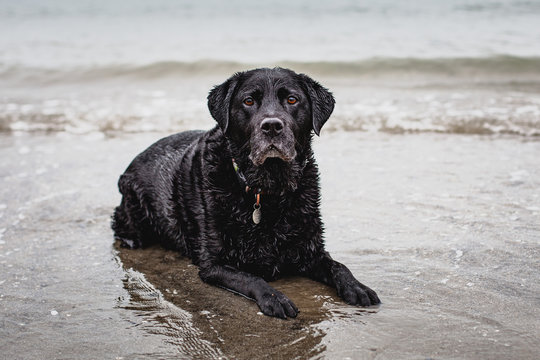 Black labrador lying on beach, Ireland