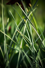 Summer is a wonderful time of the year.